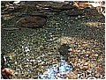 2008-7-2 下午 02-42-48---太平溪東源3.jpg